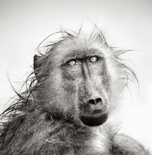 Baboon bath