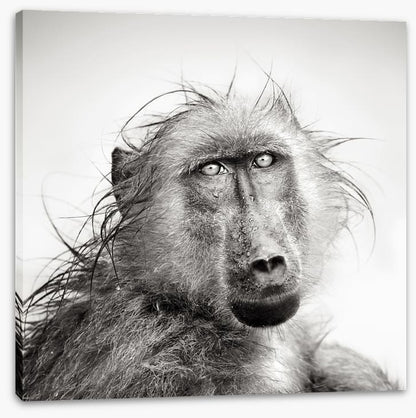 Baboon bath