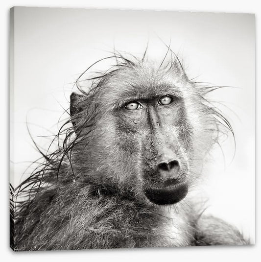 Baboon bath