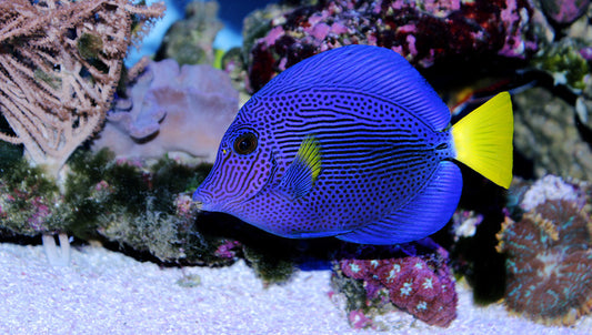 Yellowtail tang