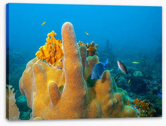 Yellow finger sponge
