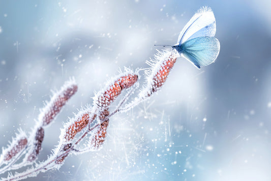 Butterfly in the snow