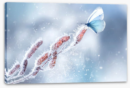 Butterfly in the snow