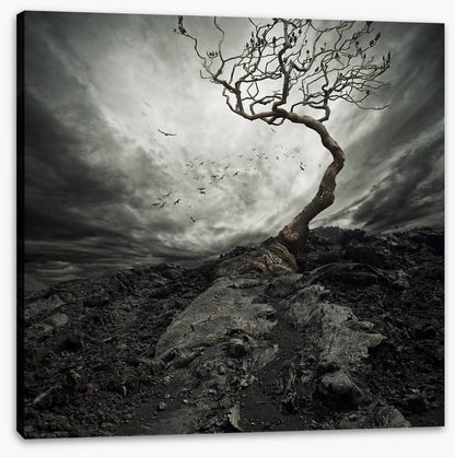 Trees