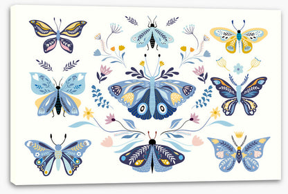 Butterfly blooms