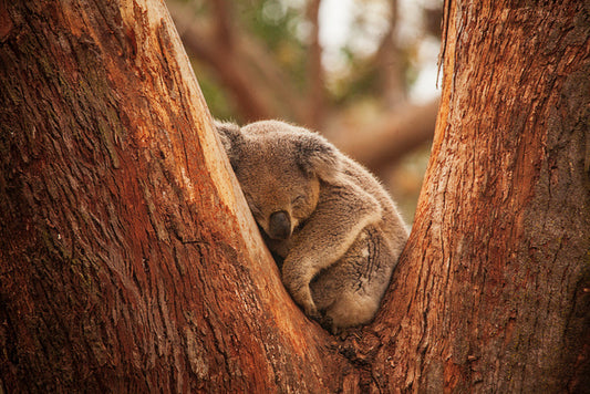 Snuggled in