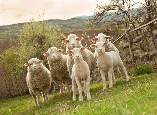 On pasture