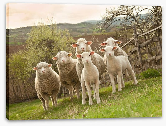 On pasture