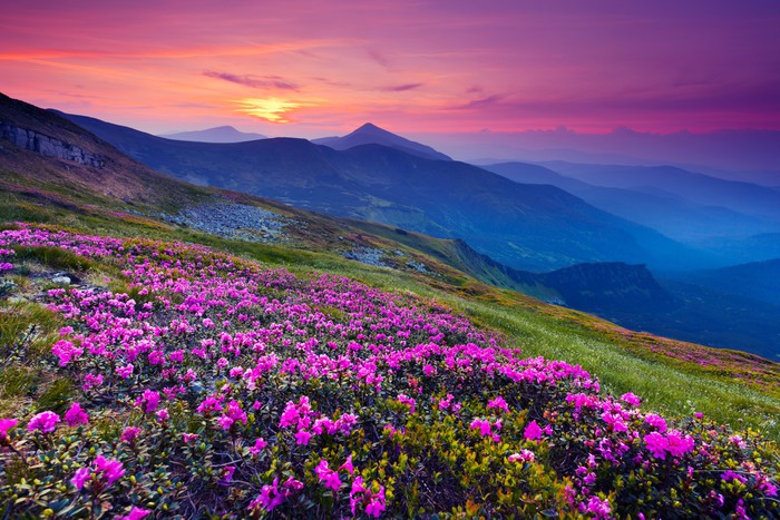Mountain meadow sunrise