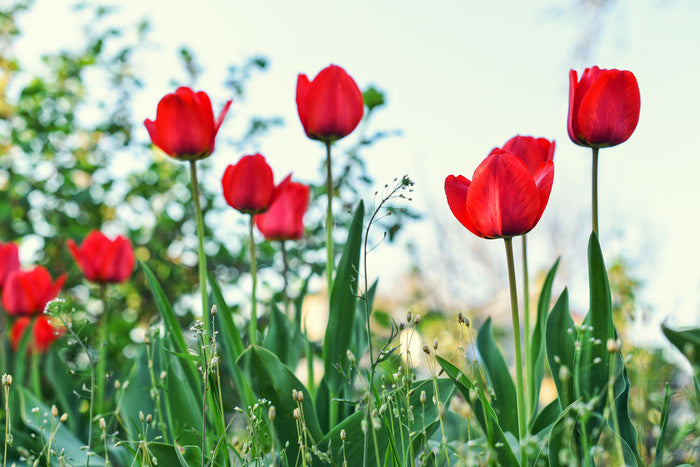 Meadows