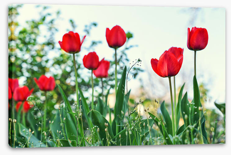 Meadows