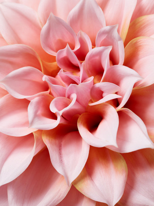 Hello dahlia