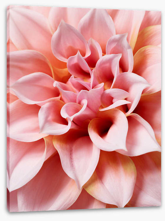 Hello dahlia