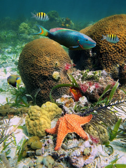 Underwater