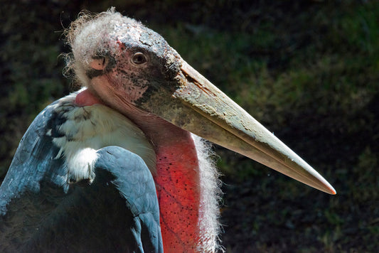 Marabou stork
