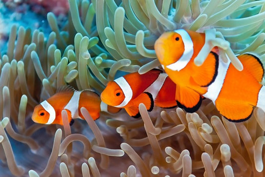 Clownfish in the coral
