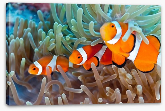 Clownfish in the coral