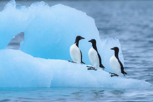 Glaciers