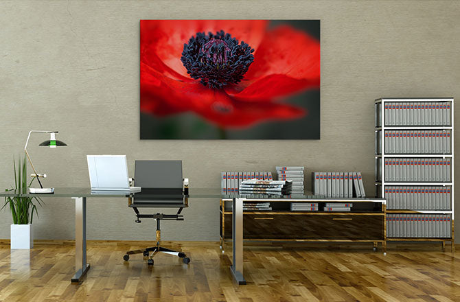 Red poppy