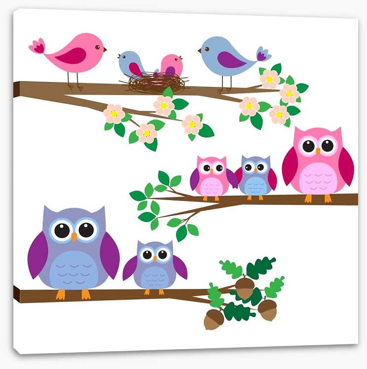 Owls and birds