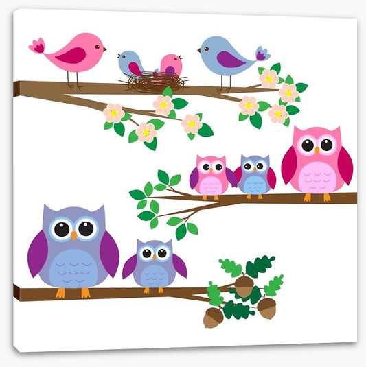 Owls and birds