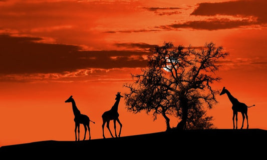 Savanna giraffe sunset