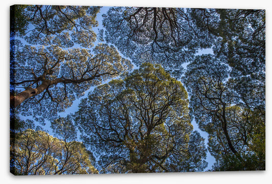 Leatherwood treescape