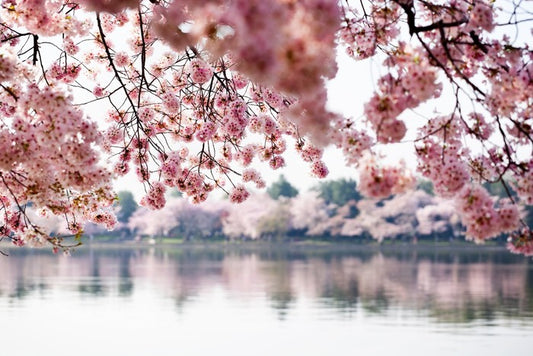 Cherry blossoms on the lake
