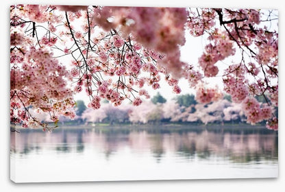 Cherry blossoms on the lake