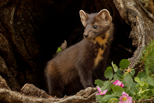 Little pine marten