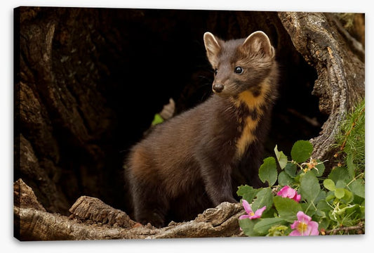Little pine marten