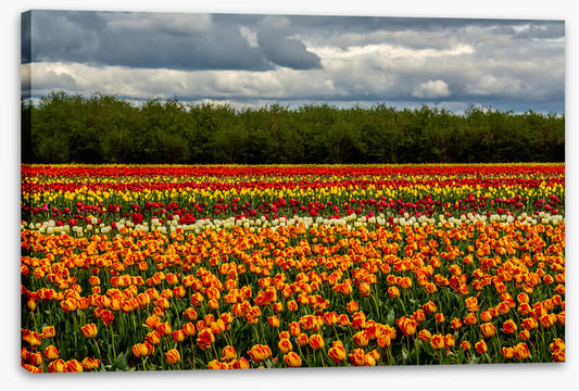 Meadows