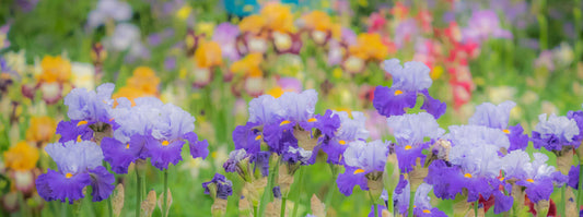 Bearded iris bloom