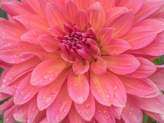 Dahlia dew drops