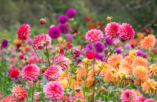 Dahlia for days