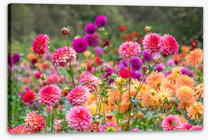 Dahlia for days