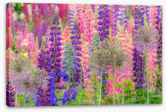 In the lupine