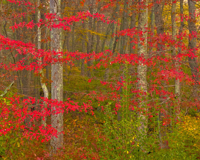 Scarlet of the season