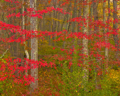 Scarlet of the season