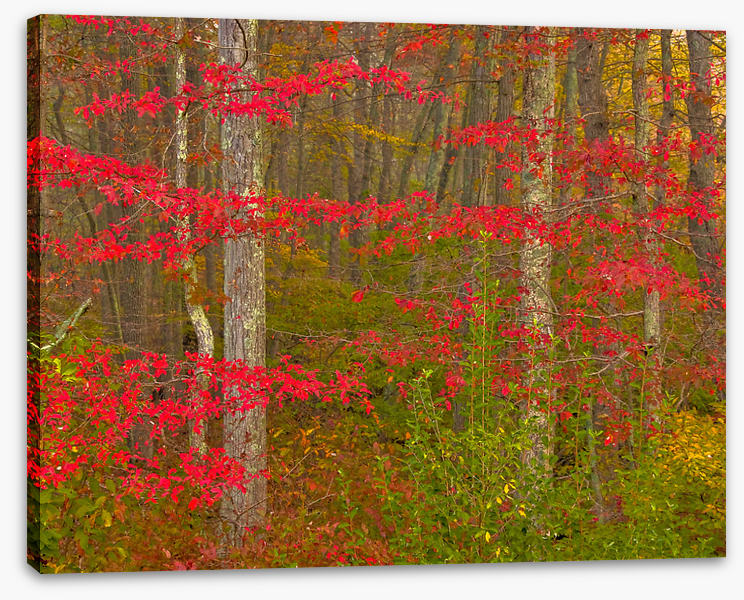 Scarlet of the season