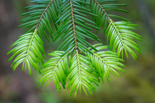 Leaves