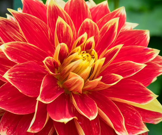 Daring dahlia