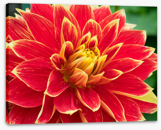 Daring dahlia