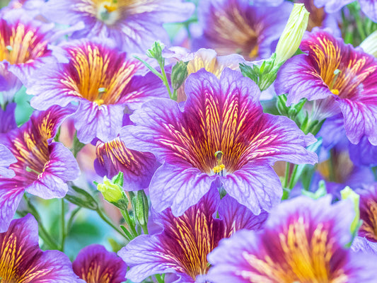 Painted tongue petals