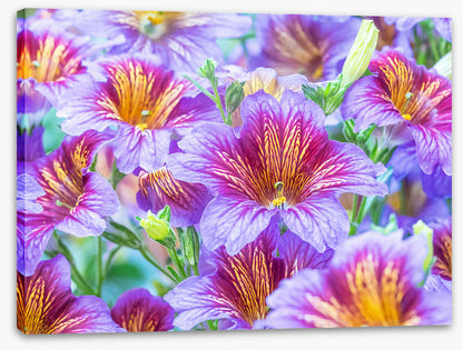 Painted tongue petals