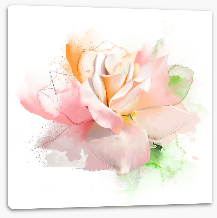 Feeling rosy I