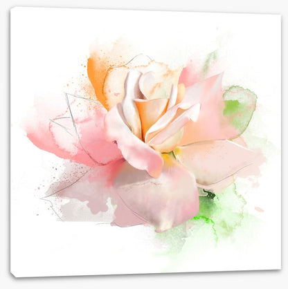 Feeling rosy I