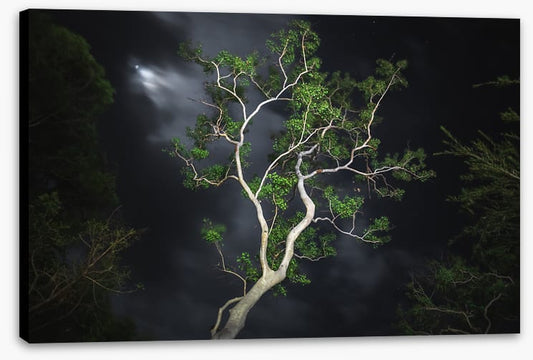 Gum tree moonlight