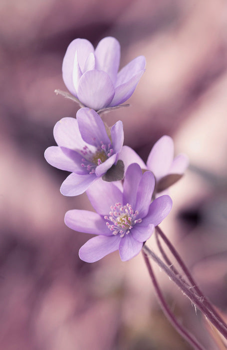 Lilac liverleaf
