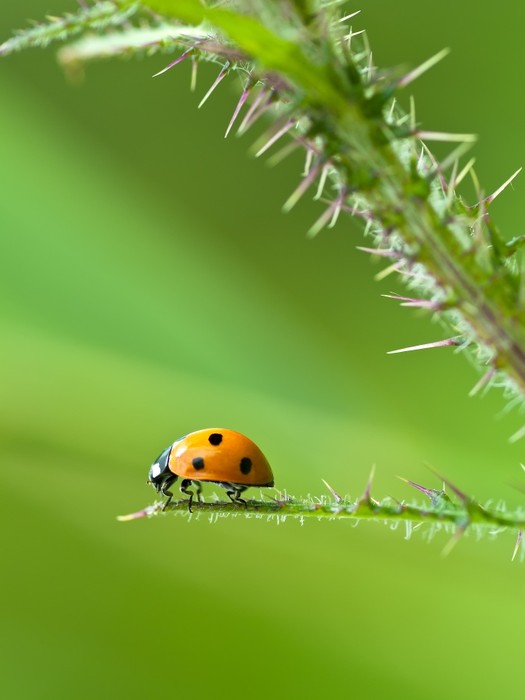 Insects